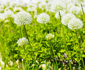 Allium (Mount Everest) in sunny spring day