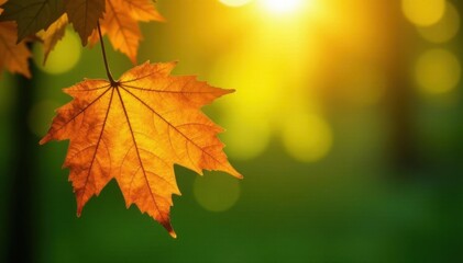 Obraz premium Golden autumn leaf backlit, soft focus green bokeh, macro photography, tree, macro