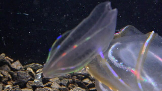 jellyfish Beroe ovata, comb plates reflect light and shine in different colors