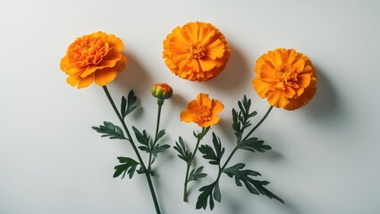Lovely Marigold Flowers in the Background