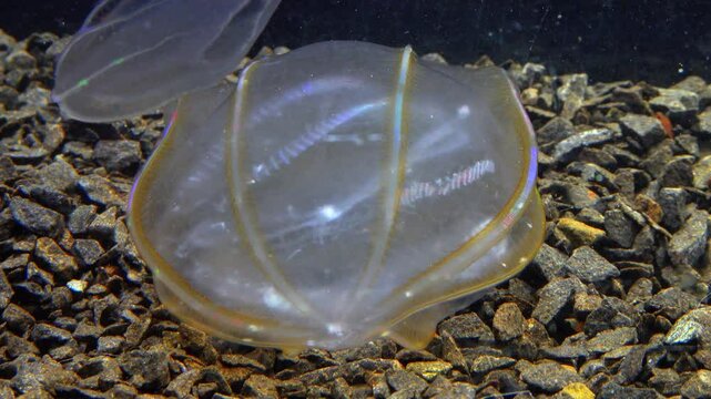  Combine jelly digesting caught comb jelly Mnemiopsis, comb plates glistening in the light