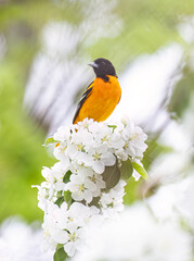 Baltimore Oriole perched on a flowering apple tree branch in spring in Ottawa, Canada