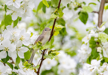 Warbling Vireo perched on apple tree branch with blossoms in spring in Ottawa, Canada