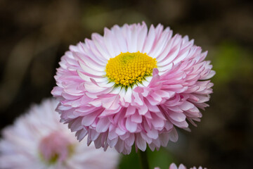 Gänseblümchen mit vielen rosaroten Blütenblättern als Nahaufnahme - Bellis perennis