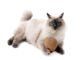siberian cat in studio