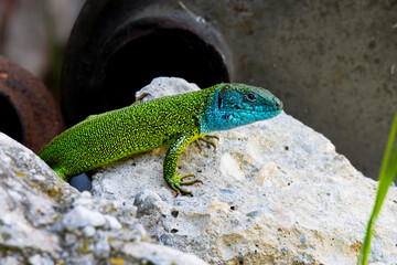 Östliche Smaragdeidechse Nahaufnahme auf einem Stein sitzend- Lacerta viridis