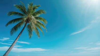 Tropical green coconut palm tree in summer against a blue sky. Blank background space for text. Travel and summer theme.