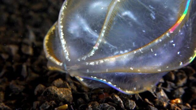  Combine jelly digesting caught comb jelly Mnemiopsis, comb plates glistening in the light