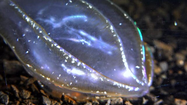  Combine jelly digesting caught comb jelly Mnemiopsis, comb plates glistening in the light