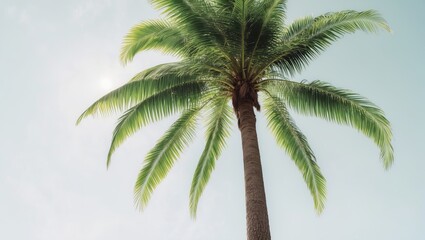 Palm tree crown set against a white backdrop