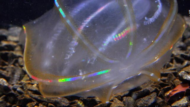 Black Sea, Jellyfish Beroe ovata - devouring Mnemiopsis leidy. Combine jelly digesting caught comb jelly Mnemiopsis, comb plates glistening in the light