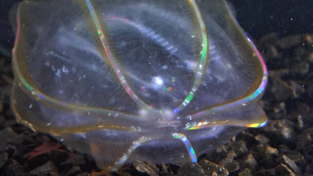 Black Sea, Jellyfish Beroe ovata - devouring Mnemiopsis leidy. Combine jelly digesting caught comb jelly Mnemiopsis, comb plates glistening in the light