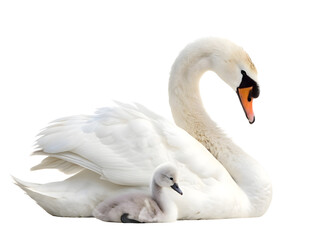 Obraz premium Swan kids and his mom isolated 