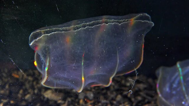 Black Sea, Jellyfish Beroe ovata - devouring Mnemiopsis leidy. Combine jelly digesting caught comb jelly Mnemiopsis, comb plates glistening in the light