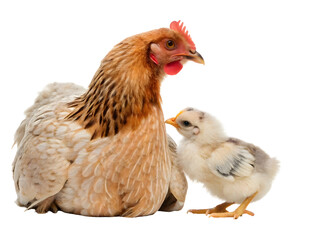 Fototapeta premium Chicken with her baby on white background