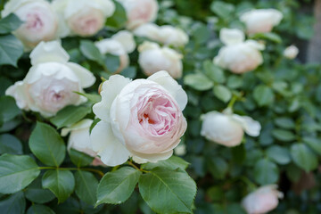 庭園に咲く薄ピンク色の美しいバラの花
Garden with beautiful light pink roses