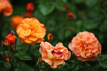 Orange rose flowers,Volksgarten in Vienna, springtime