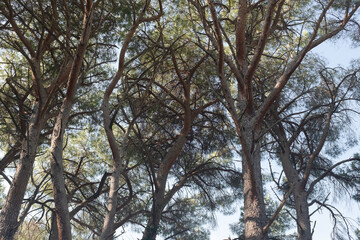 Lush Forest Canopy with Tall Trees and Blue Sky. The towering trees and their interwoven branches create a natural atmosphere, ideal for themes of tranquility, nature, and outdoor exploration.