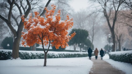 Snow-covered tree. Winter scenery with selective focus