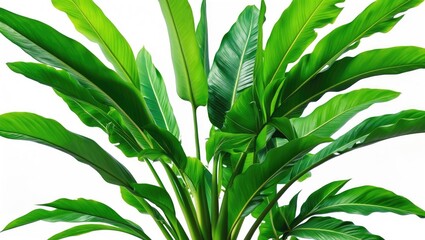 Fototapeta premium Beautiful tropical garden scene with exotic plants, flowers, and vibrant patterns