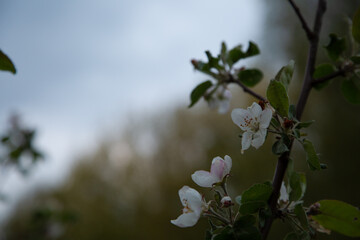 Branch with blooming white apple flowers in the park. Closeup nature. Portrait with natural lighting, untouched colors in evening sky blur background.