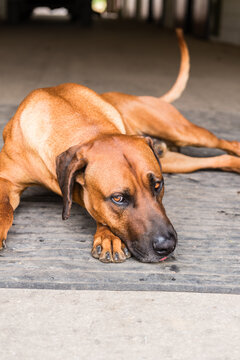 big dog lying down