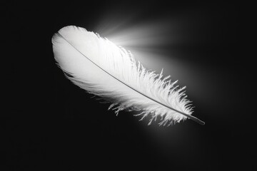 Obraz premium A luminous white feather rests against a stark black backdrop, radiating ethereal light and delicate beauty, creating an eye-catching contrast.