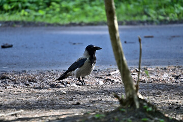 A crow in a forest park in search of prey.
