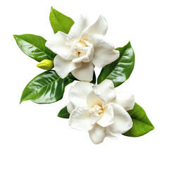 Obraz premium Gardenia flowers with lush green leaves isolated on a Transparent background for nature enthusiasts, of Gardenia flowers isolated on PNG background