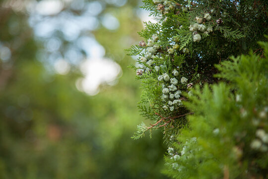 Pale green seeds on small evergreen pine tree