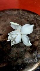 Gardenia flower.