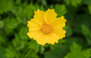 Coreopsis lanceolata flower in the garden. Yellow flower. single flower in the garden up close.