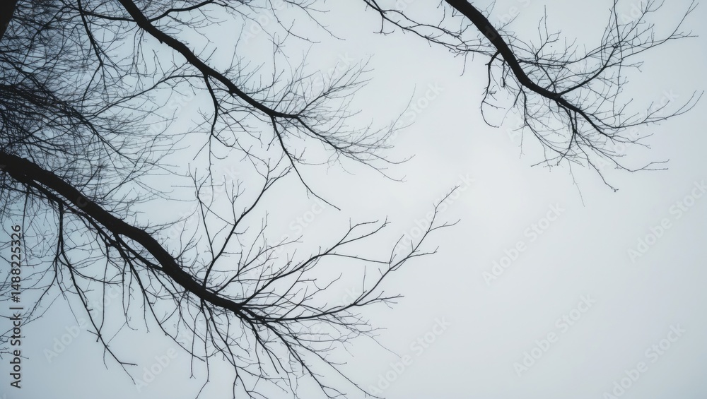 Poster birch tree outline close-up on a white background with natural themes