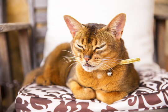 Sleepy ginger cat on chair