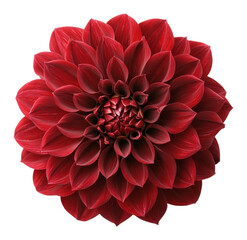 red dahlia png blooming dahlia flower png vibrant red bloom png garden blossom png transparent background image