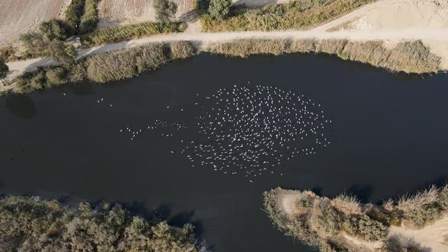 Wildlife - Birds. Drone footage of flock of white birds flying over river.