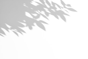 shadow overlay effects of realistic natural tree leaves shadow on white wall background,Summer sunlight and shadow overlay effect,shadow for photo interior backdrop studio mockup