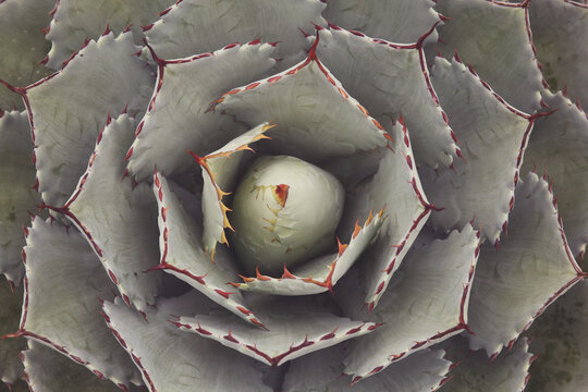 Close up of agave succulent plant