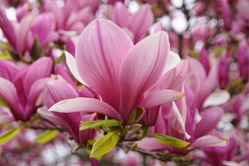 Fototapeta premium Magnificent pink magnolia flowers bloom in springtime garden full of vibrant colors and beauty