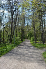 Beautiful vibrant forest nature with tall, green trees, bushes, fir trees and a well-trodden sandy road in Espoo, Finland.