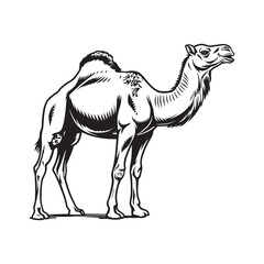Camel Silhouette Vector Dromedary Camel Illustration.
