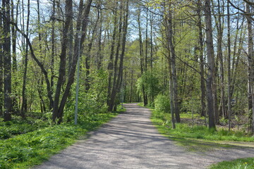Beautiful vibrant forest nature with tall, green trees, bushes, fir trees and a well-trodden sandy road in Espoo, Finland.