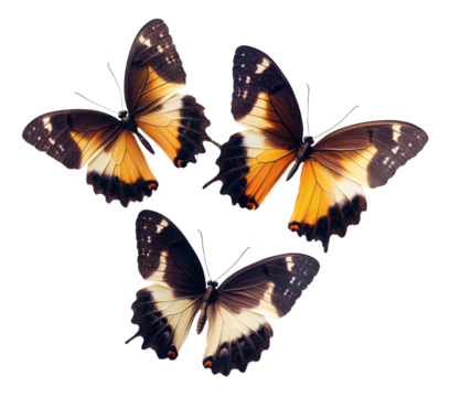 butterflies png fluttering butterfly png winged insect png colorful butterfly png transparent background image