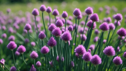 Edible flowers of common chive with pink, purple, and violet blooms during summer, featuring allium plant details.