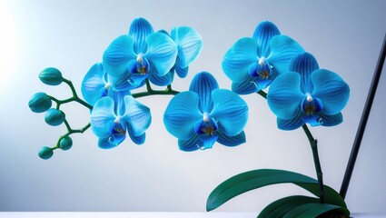 blue orchid branch set against a plain background