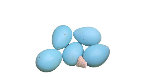 Common Myna Eggs in The Nest PNG Isolated on White background