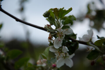 Branch with blooming white apple flowers in the park. Closeup nature. Portrait with natural lighting, untouched colors in evening sky blur background.