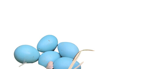 Common Myna Eggs in The Nest PNG Isolated on White background