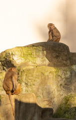 Baboon monkeys in the Warsaw Zoo