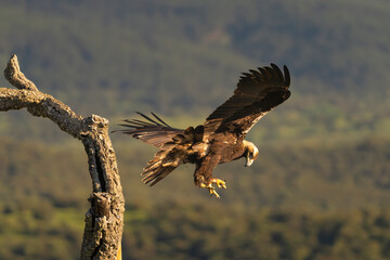 Spanish imperial eagle, Iberian imperial eagle, Spanish eagle or Adalbert's eagle - Aquila...